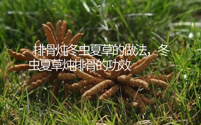 排骨燉冬蟲夏草的做法，冬蟲夏草燉排骨的作用