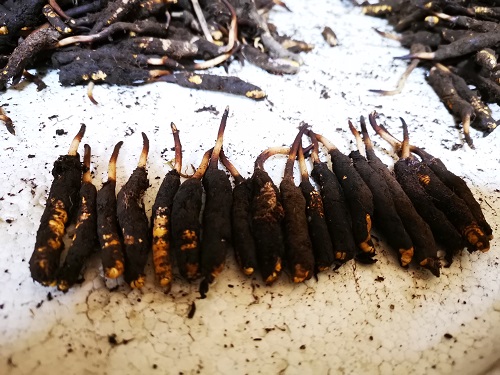 采挖的新鮮野生冬蟲夏草的價格多少呢