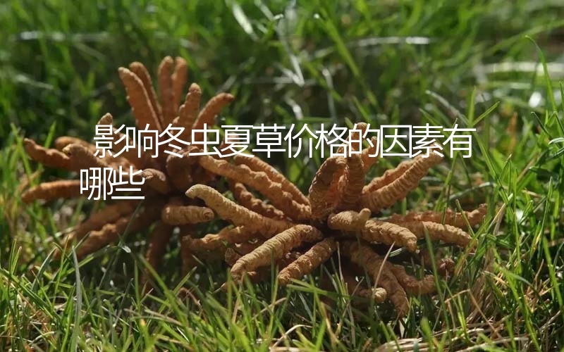 影響冬蟲夏草價(jià)格的因素有哪些？